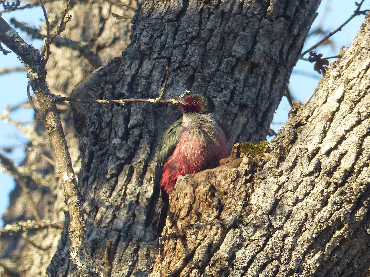 Lewis's Woodpecker - ML641030441
