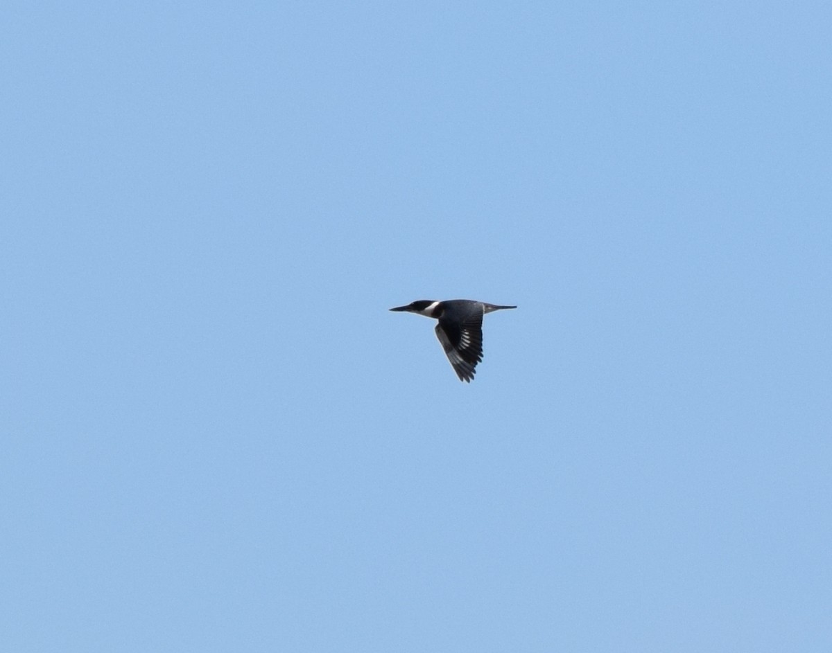 Belted Kingfisher - ML641030442
