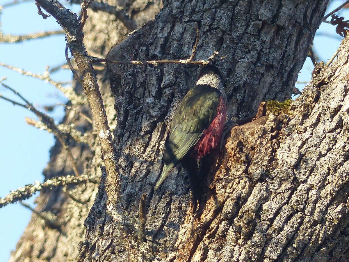 Lewis's Woodpecker - ML641030443