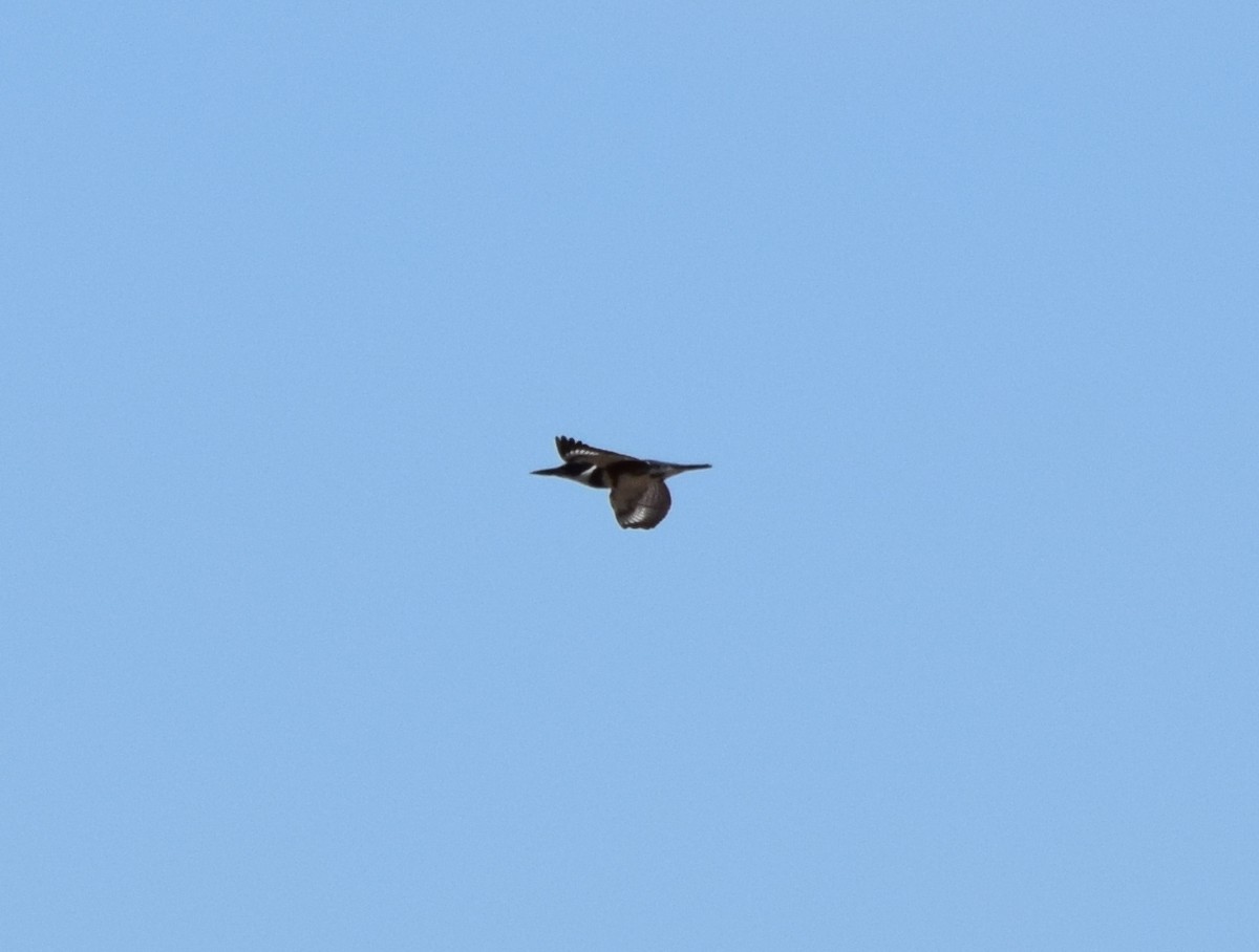 Belted Kingfisher - ML641030444