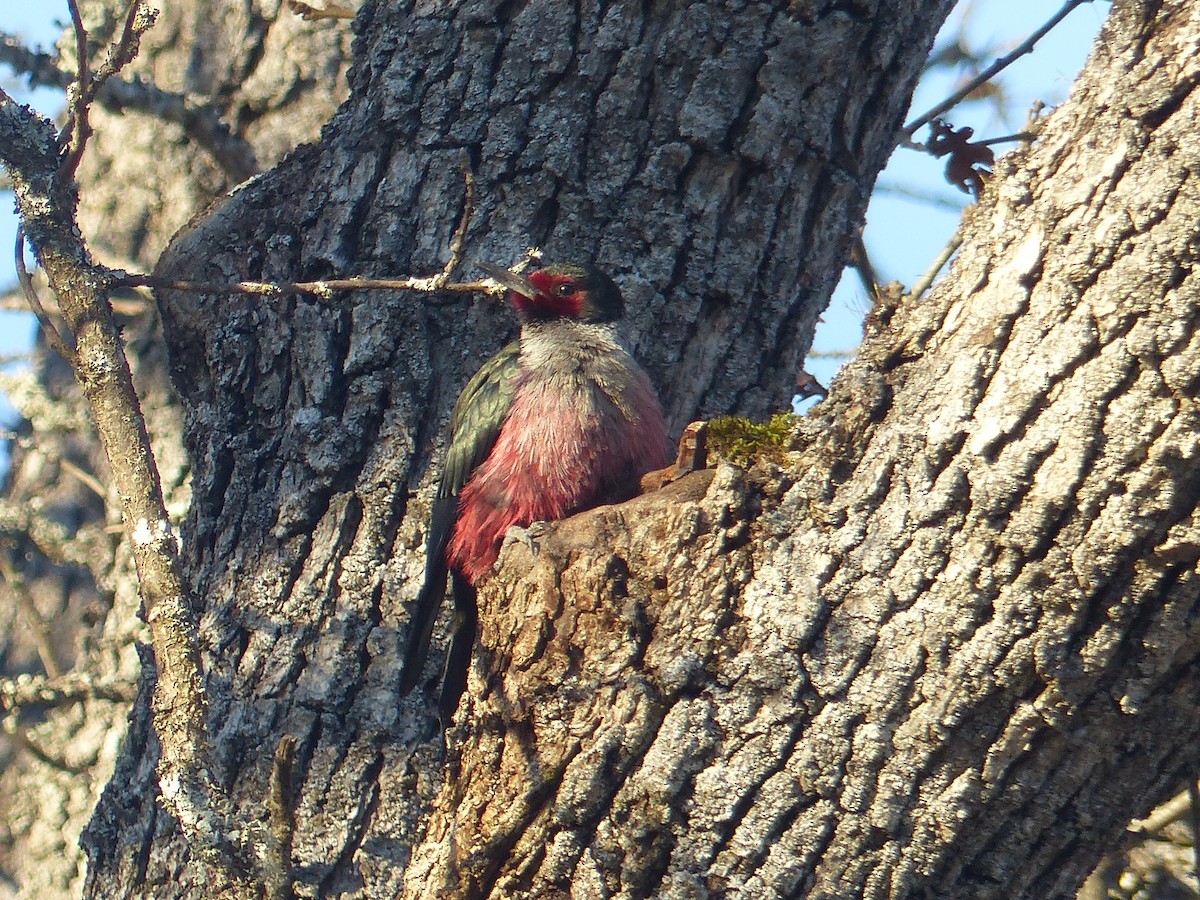 Lewis's Woodpecker - ML641030445