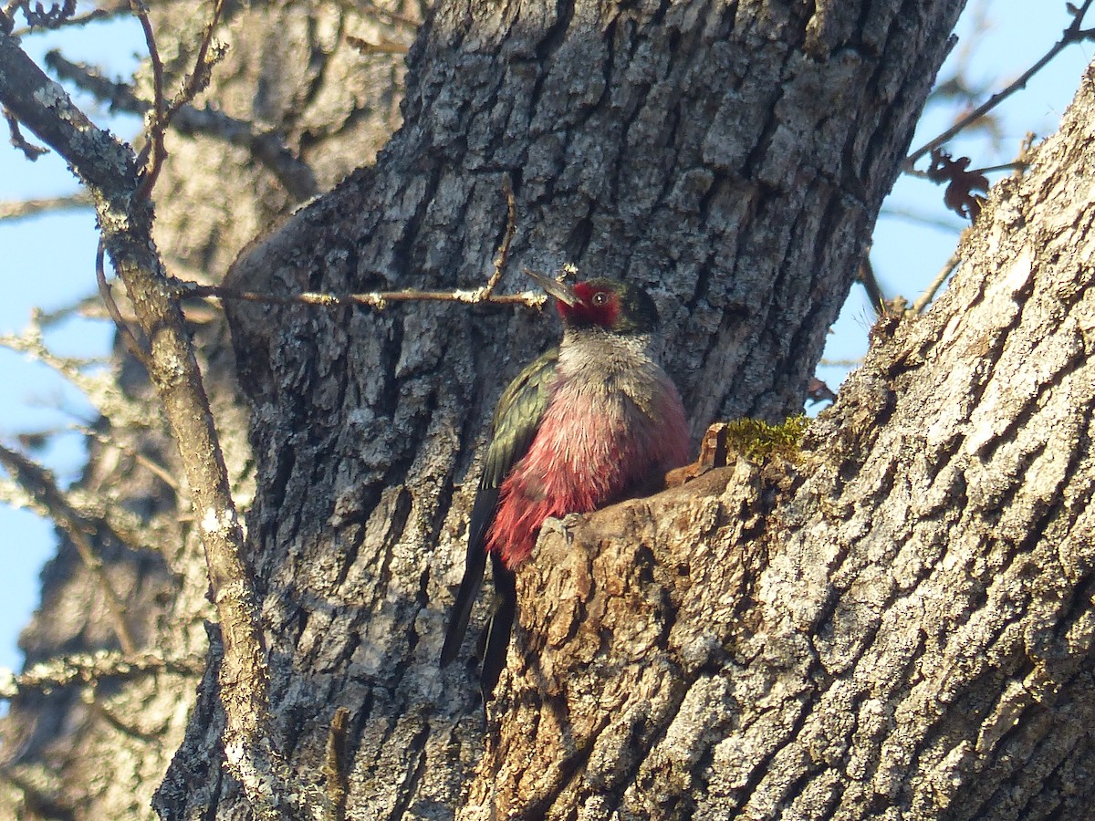 Lewis's Woodpecker - ML641030448
