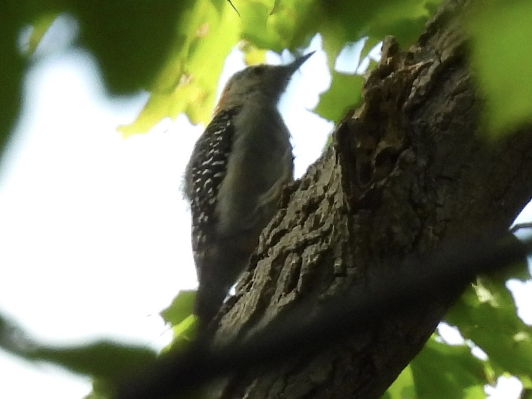 Red-bellied Woodpecker - ML641030449