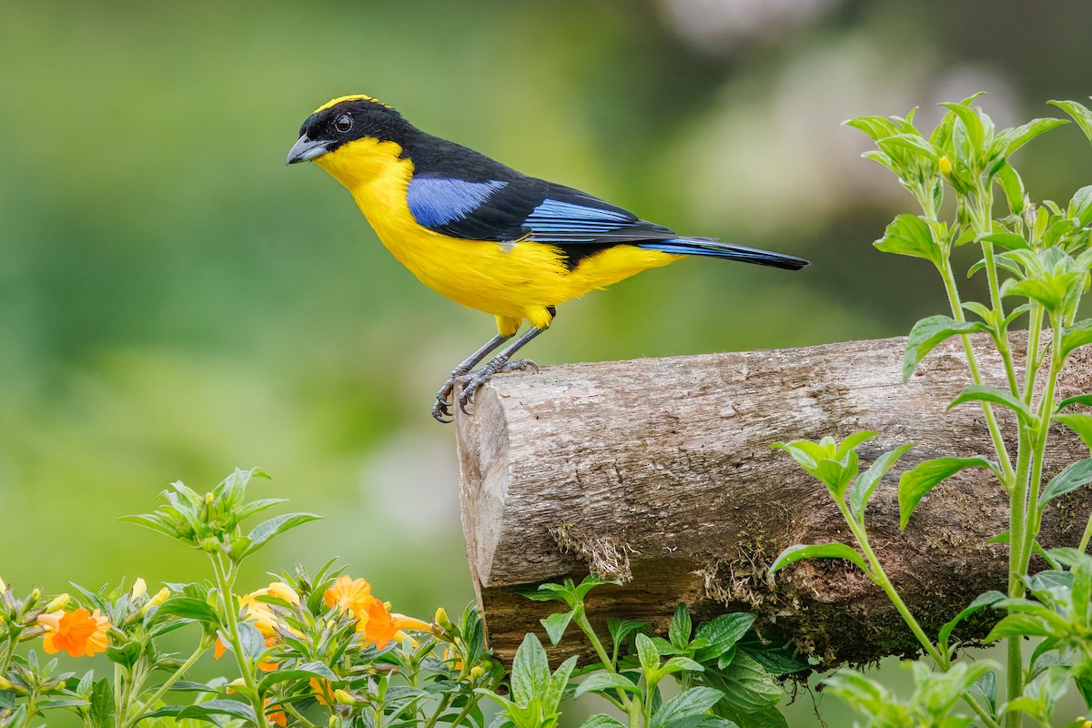 Blue-winged Mountain Tanager - ML641030452