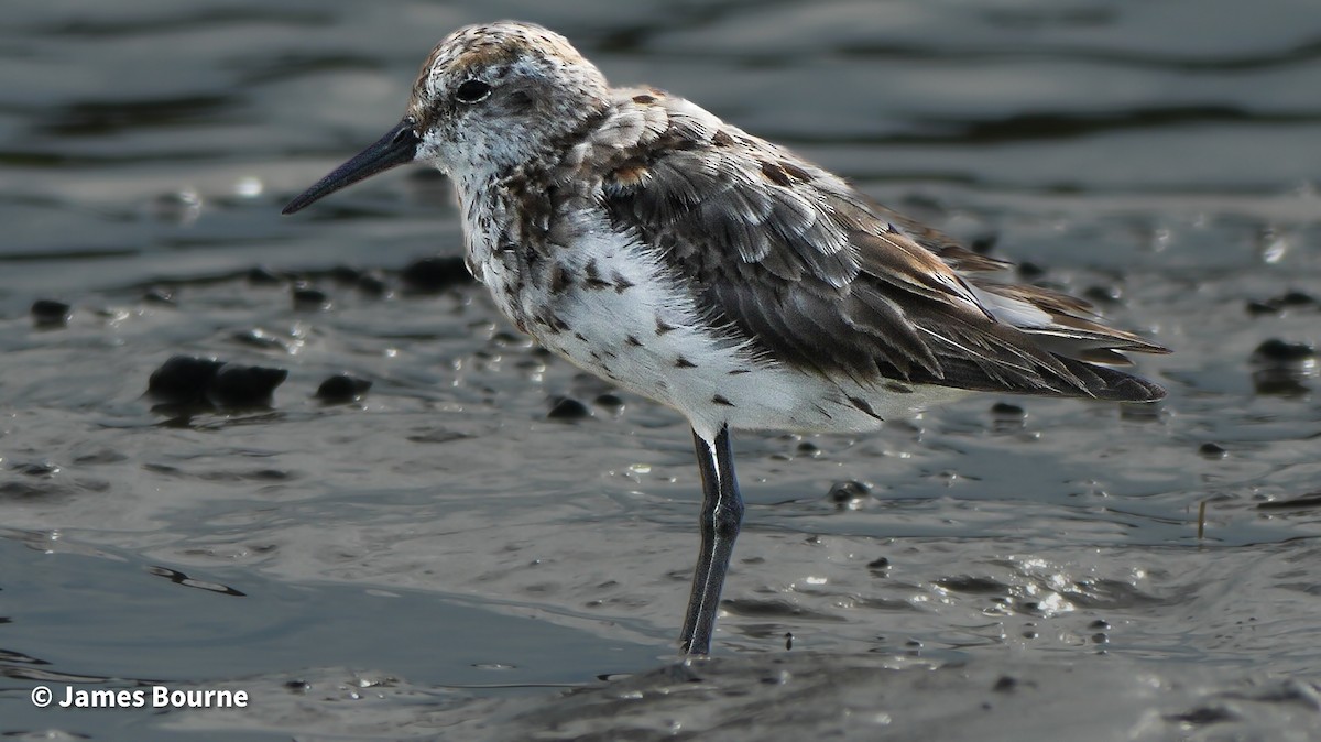 Western Sandpiper - ML641030454