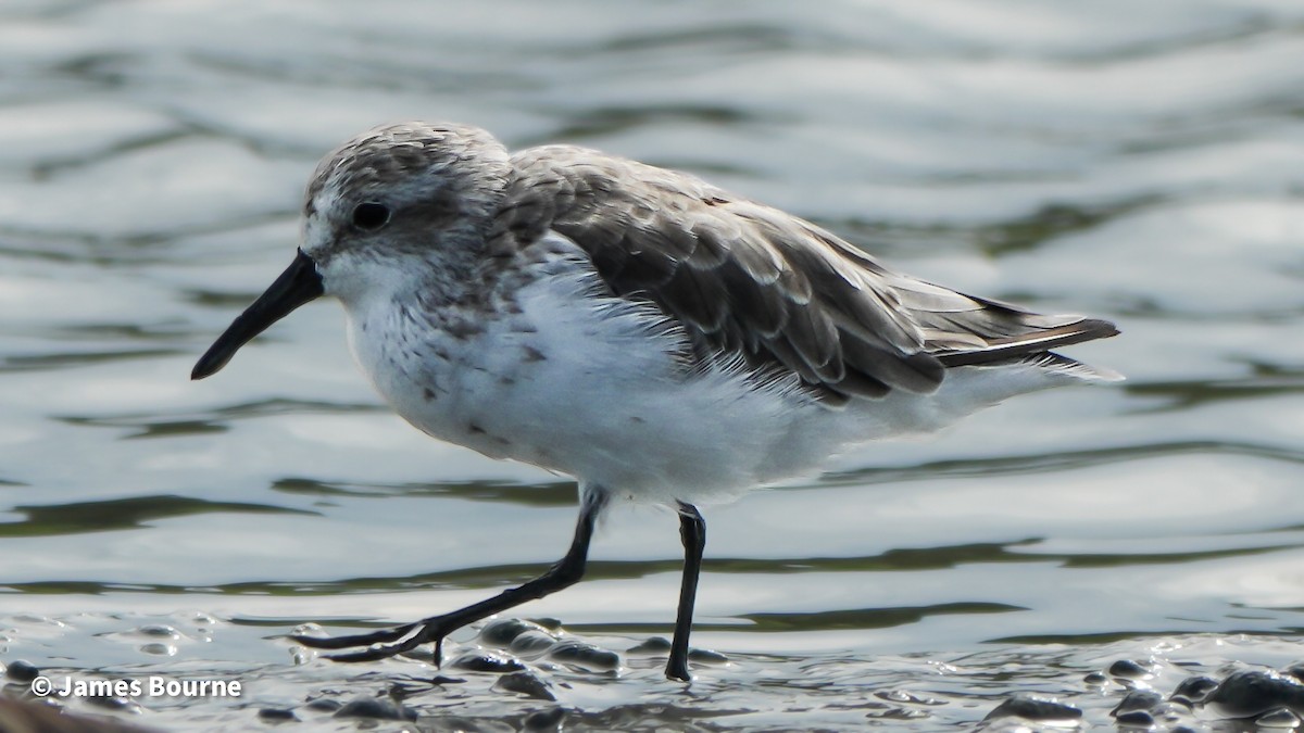 Western Sandpiper - ML641030455