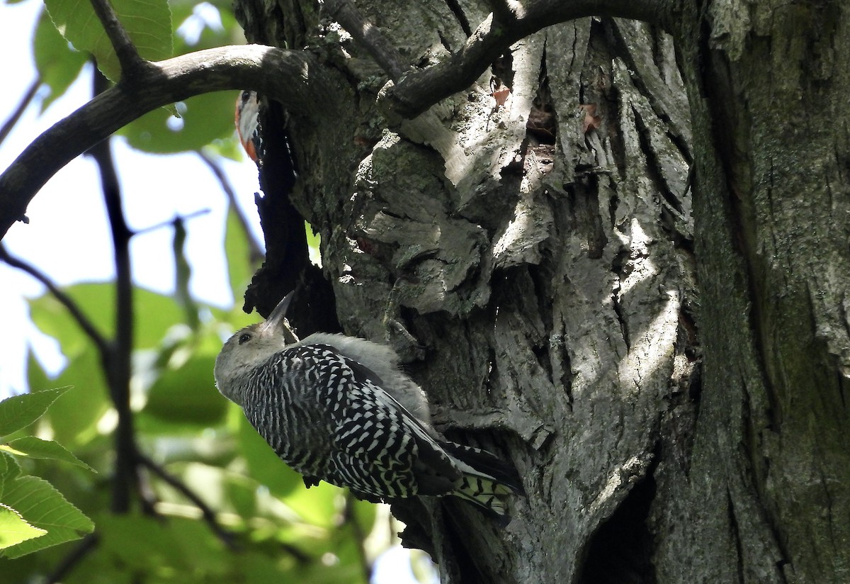 Red-bellied Woodpecker - ML641030472