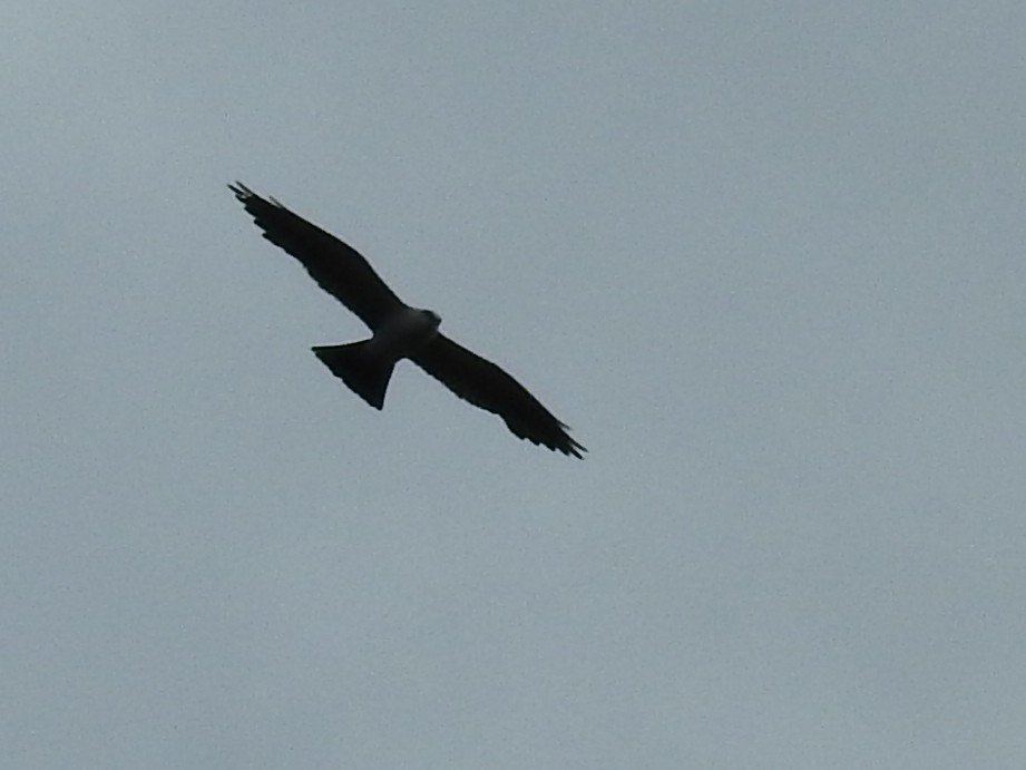 Mississippi Kite - ML641030475