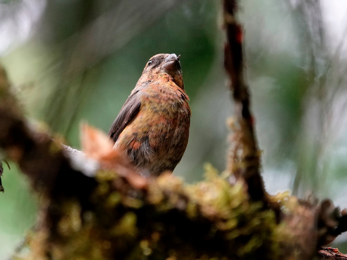 Red Crossbill - ML641030494