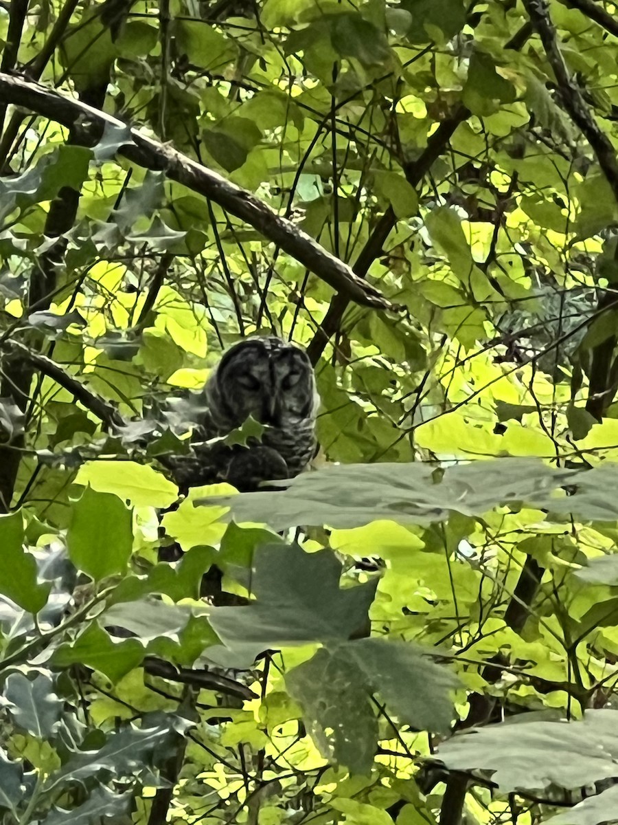 Barred Owl - ML641030495