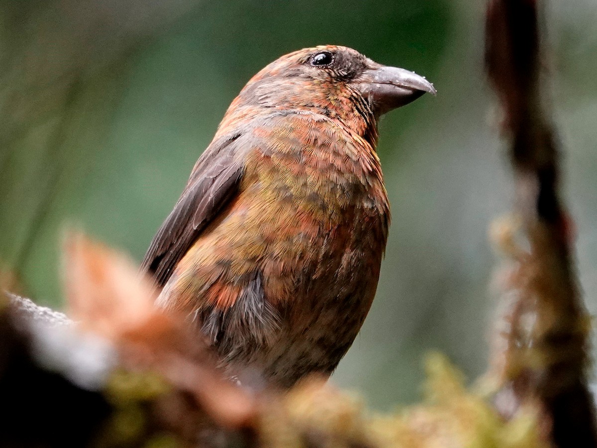 Red Crossbill - ML641030497