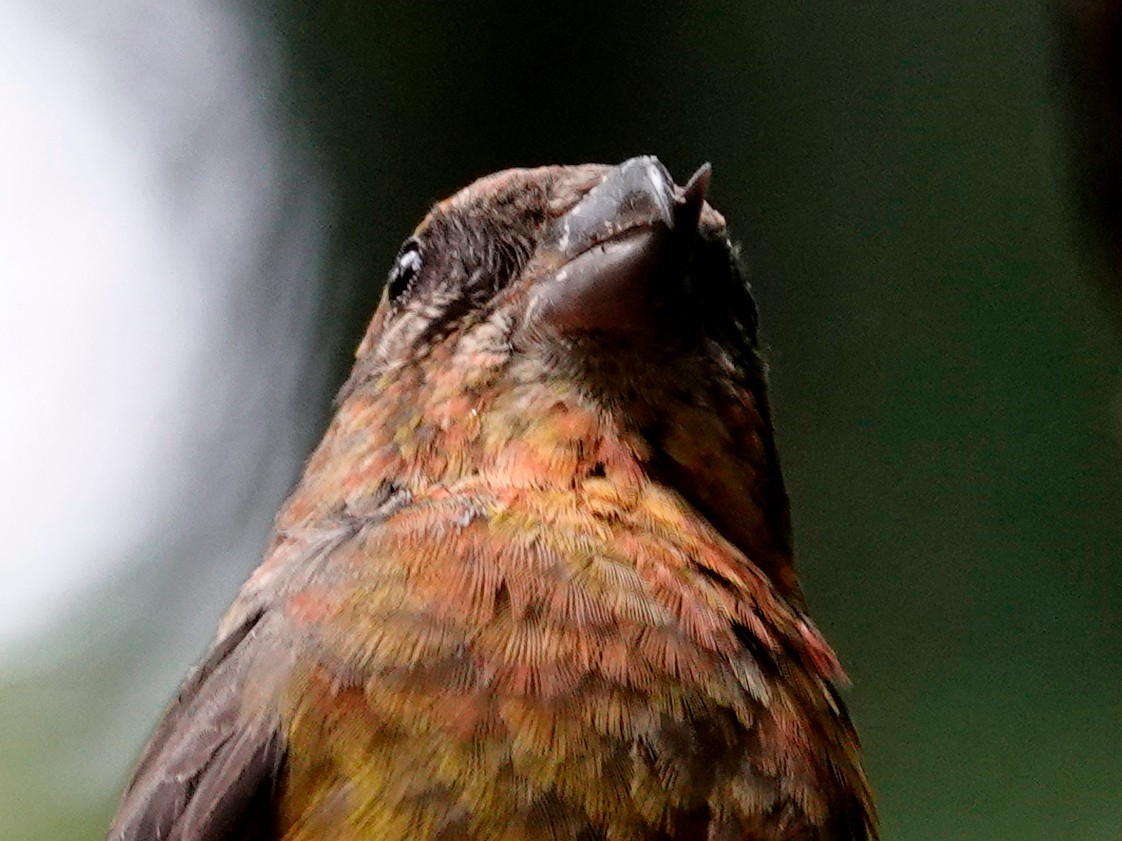 Red Crossbill - ML641030498