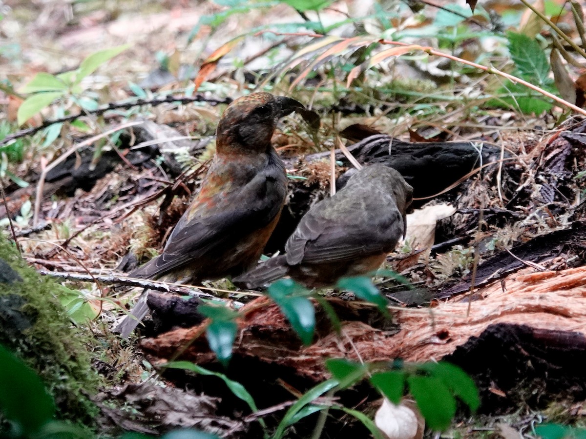 Red Crossbill - ML641030501
