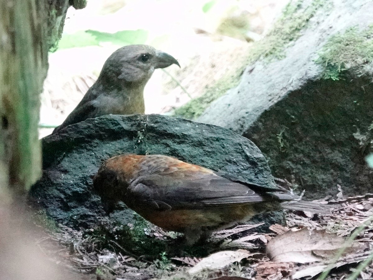 Red Crossbill - ML641030502