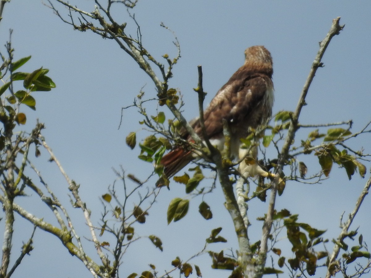 Red-tailed Hawk - ML641030514