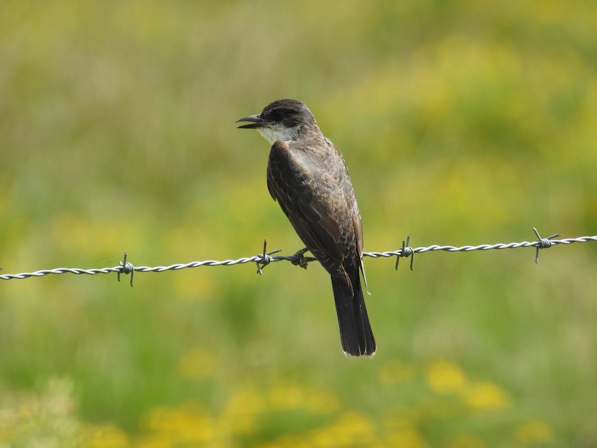 Eastern Kingbird - ML641030522