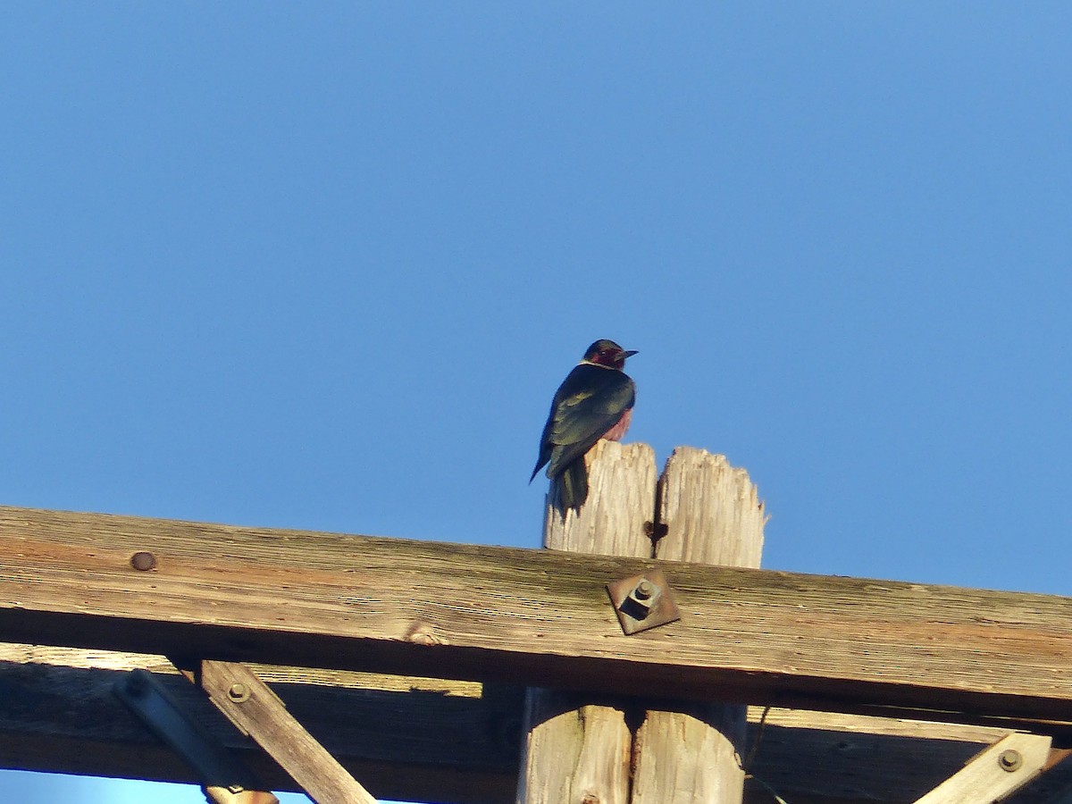 Lewis's Woodpecker - ML641030523