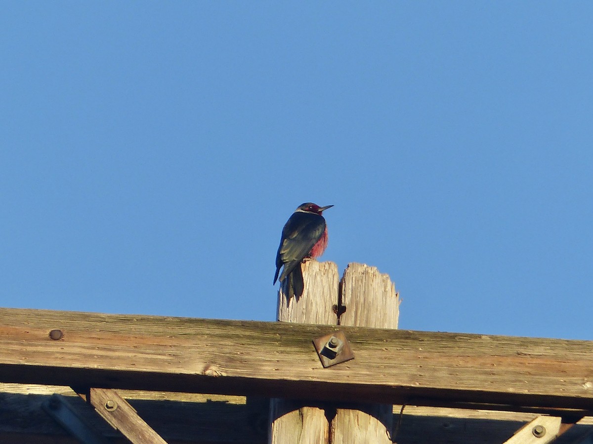 Lewis's Woodpecker - ML641030526