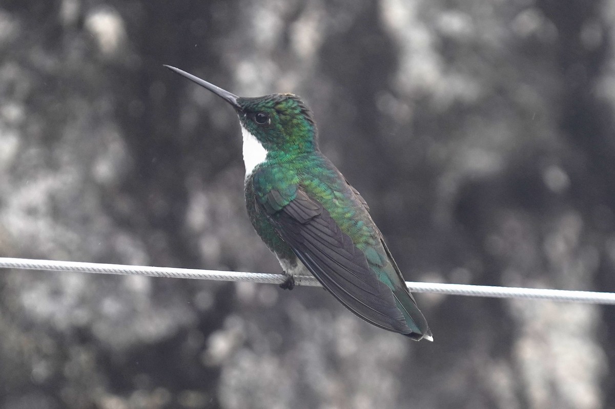 White-throated Hummingbird - ML641030530