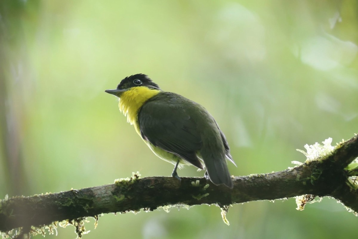 Andean Laniisoma - ML641030543