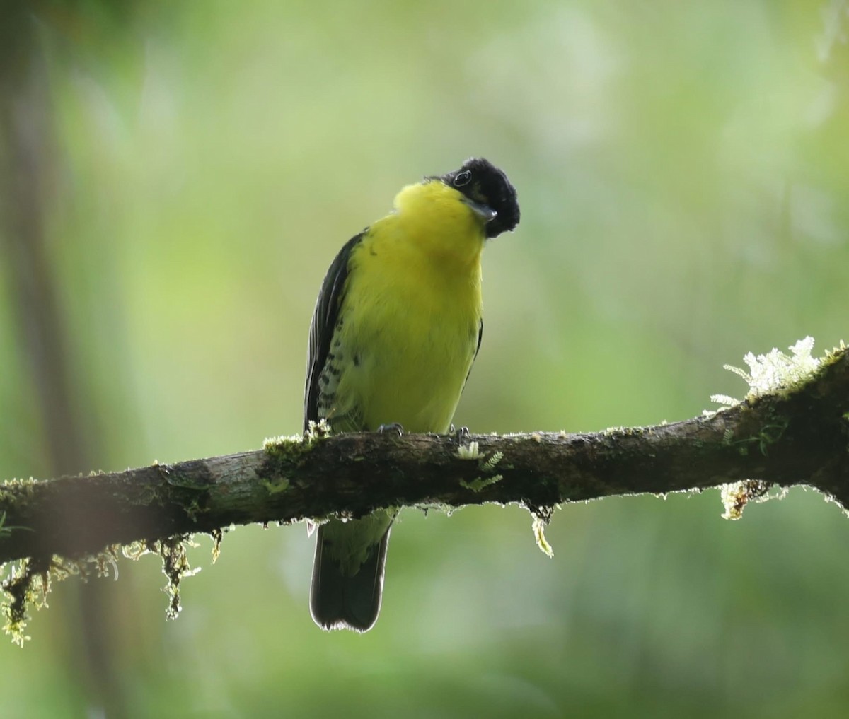 Andean Laniisoma - ML641030544