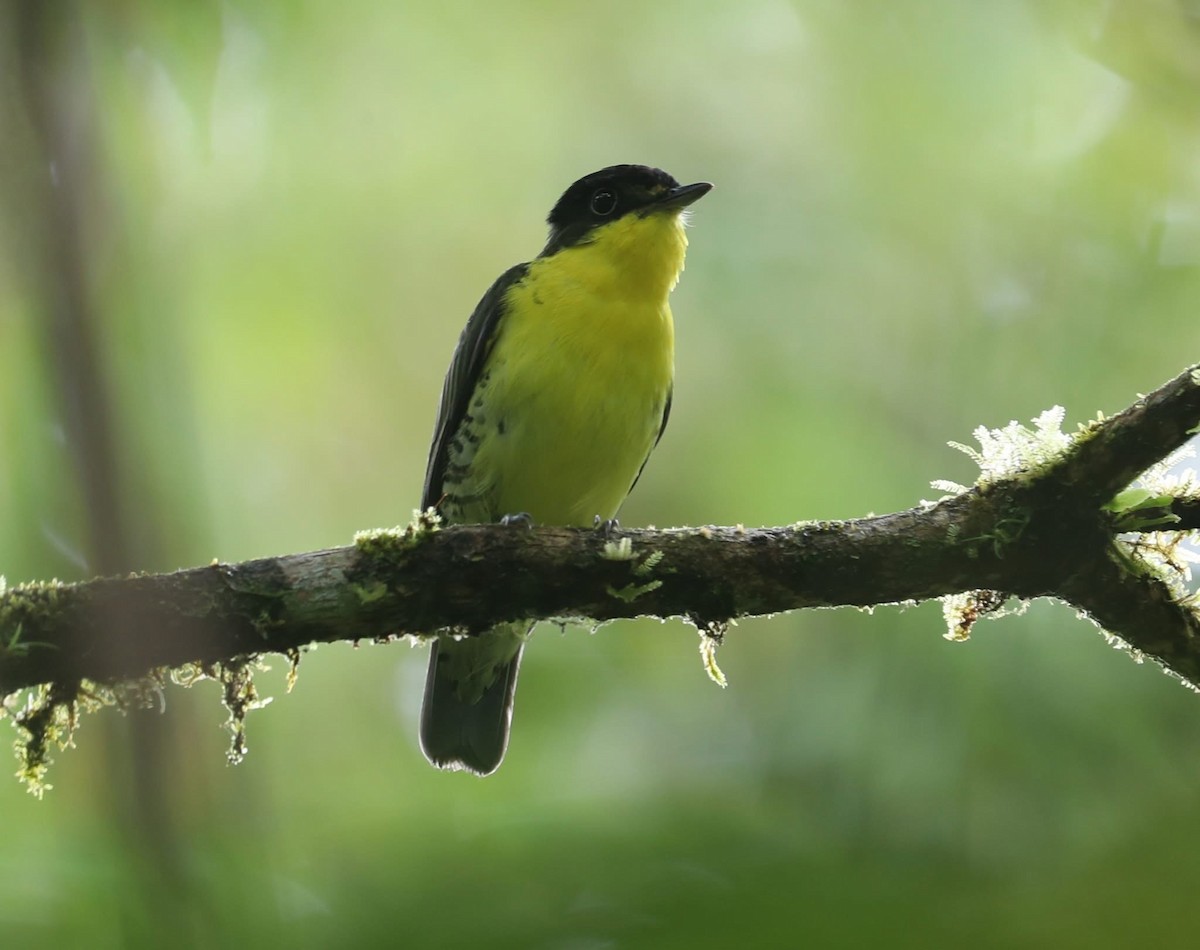 Andean Laniisoma - ML641030545
