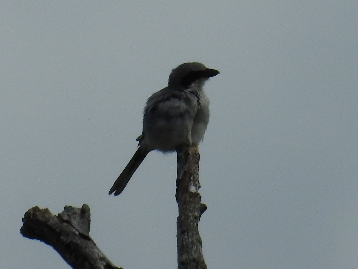 Loggerhead Shrike - ML641030582