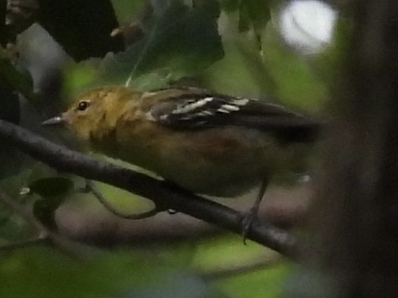 Bay-breasted Warbler - ML641030585