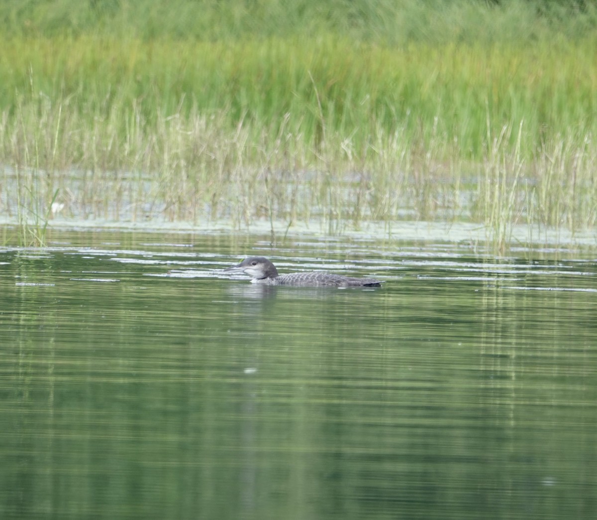 Common Loon - ML641030608