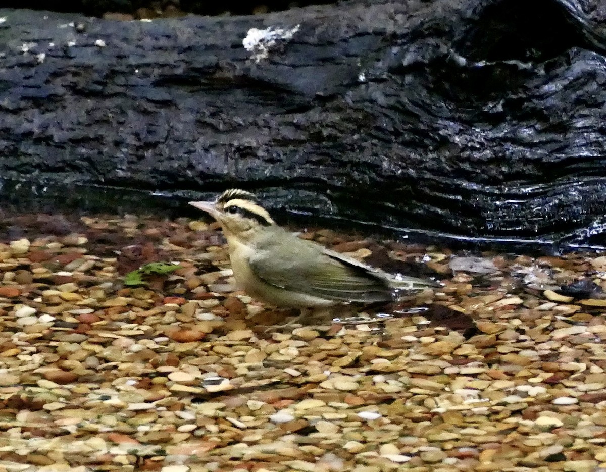 Worm-eating Warbler - ML641030621
