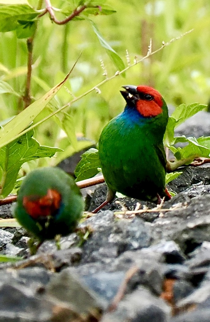 Fiji Parrotfinch - ML641030625