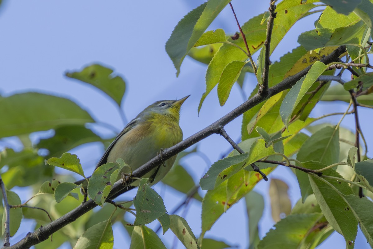 Meisenwaldsänger - ML641030627