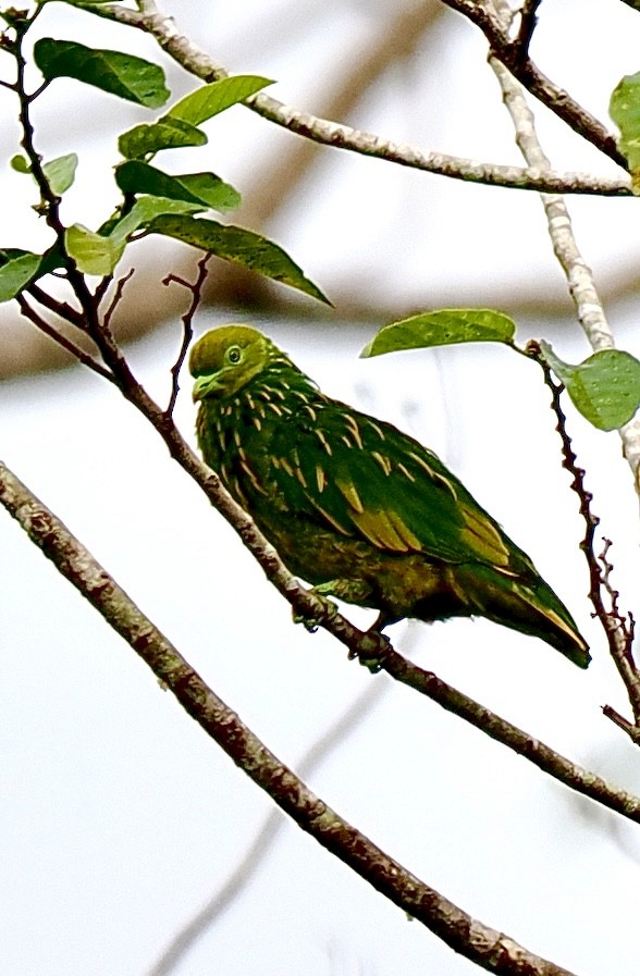 Golden Dove - ML641030661