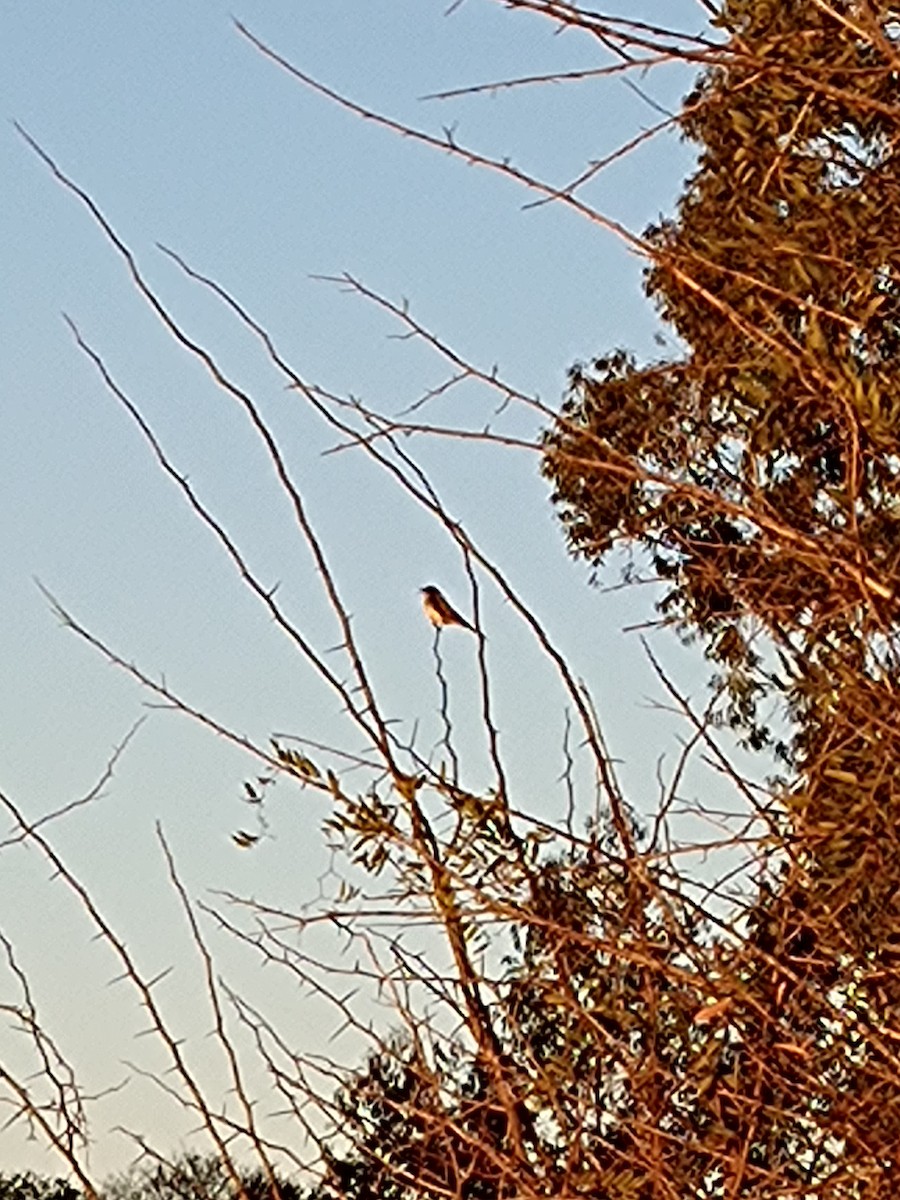 Tropical Kingbird - ML641030662