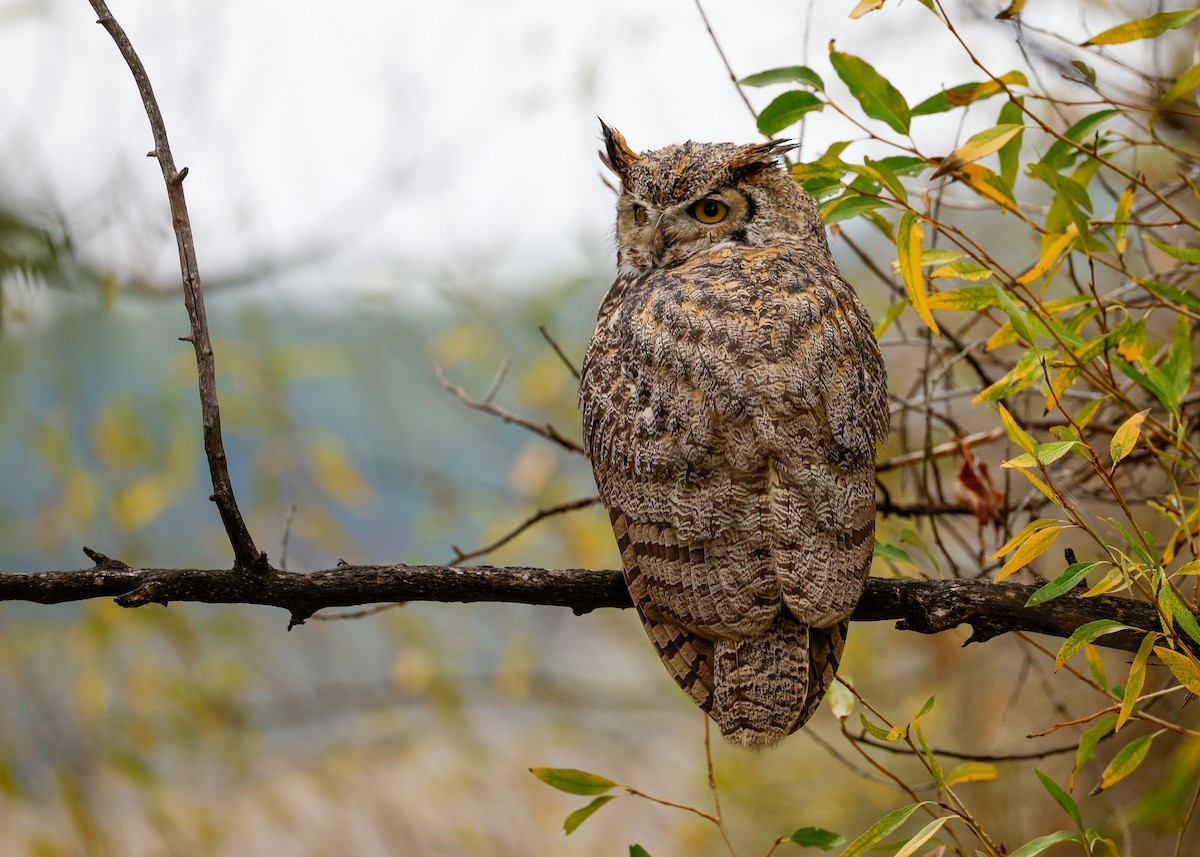 Great Horned Owl - ML641030665