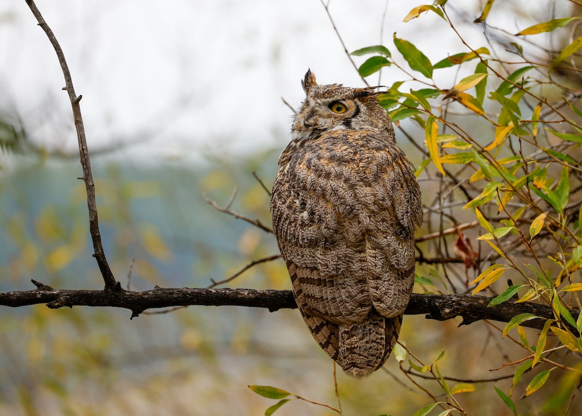 Great Horned Owl - ML641030666