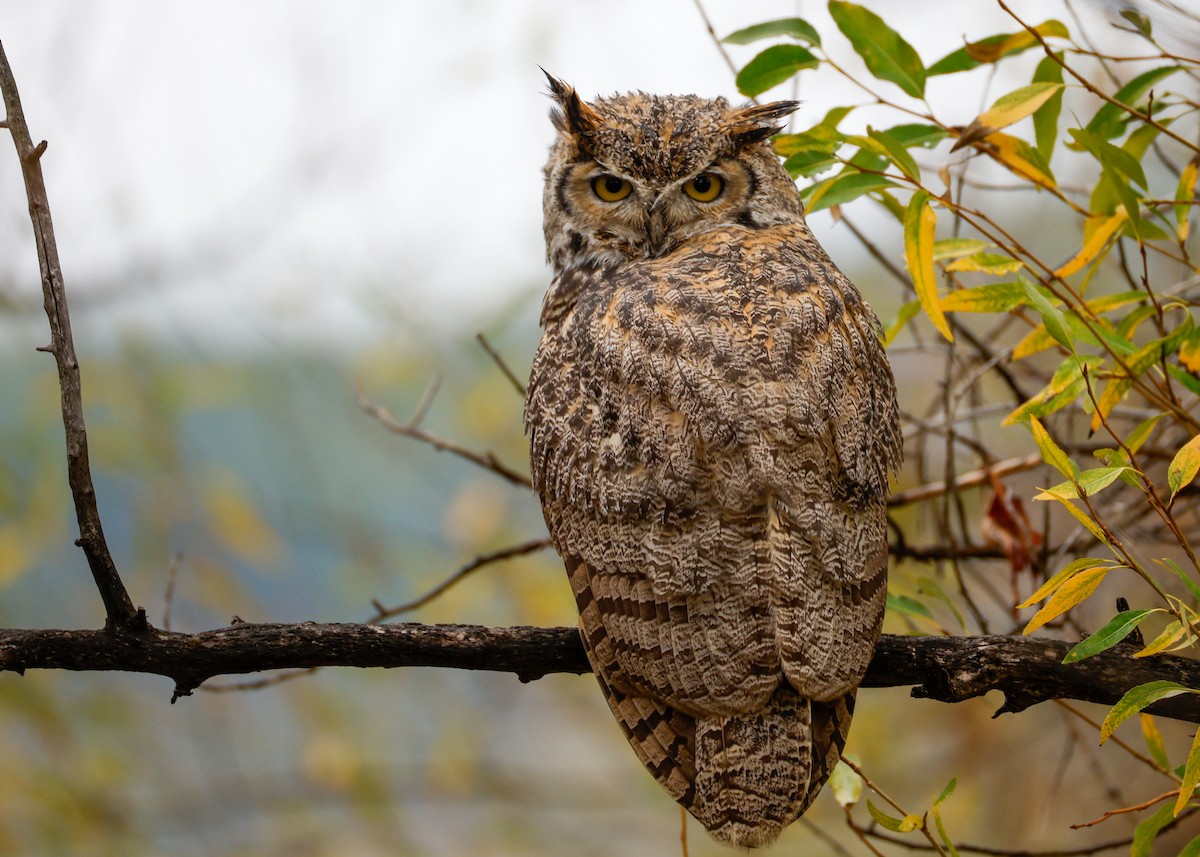 Great Horned Owl - ML641030668