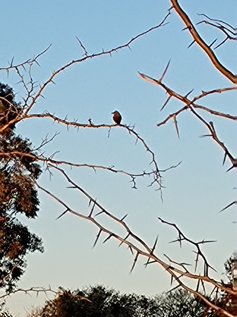 Tropical Kingbird - ML641030678