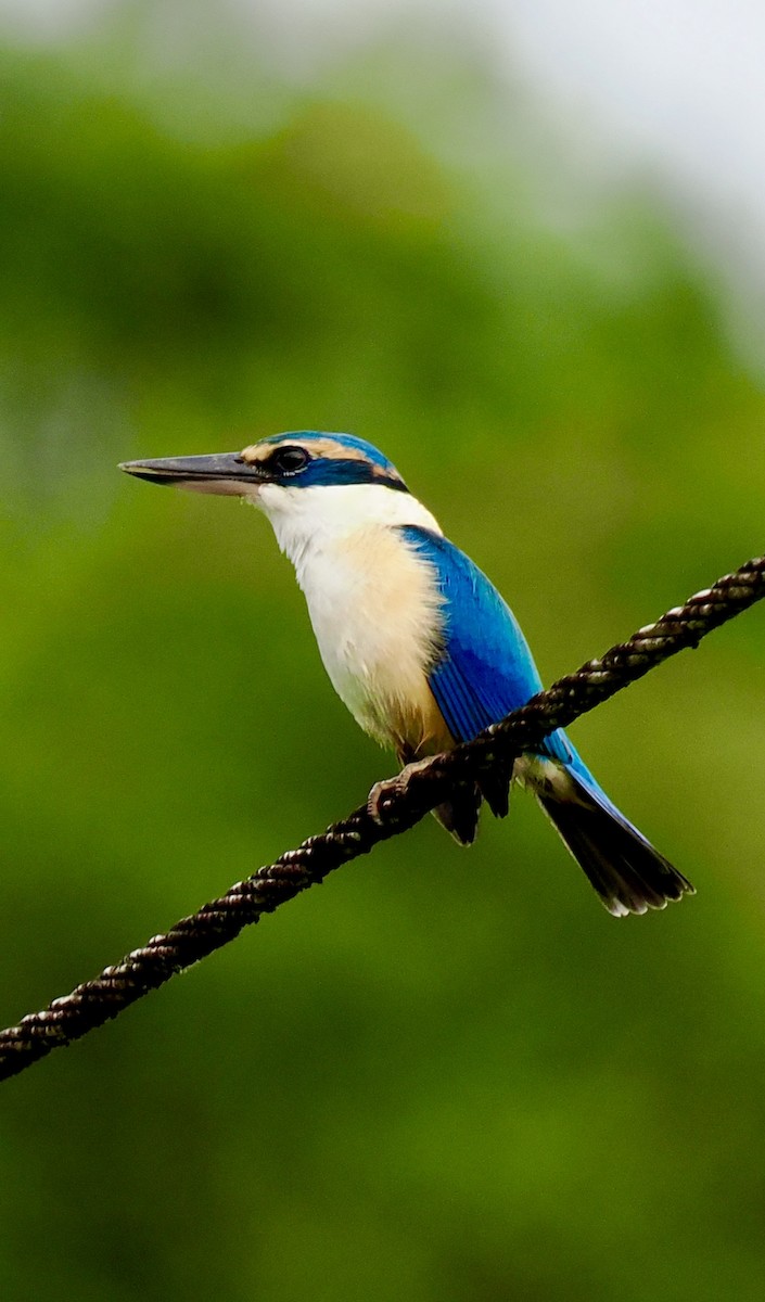 Pacific Kingfisher - ML641030694