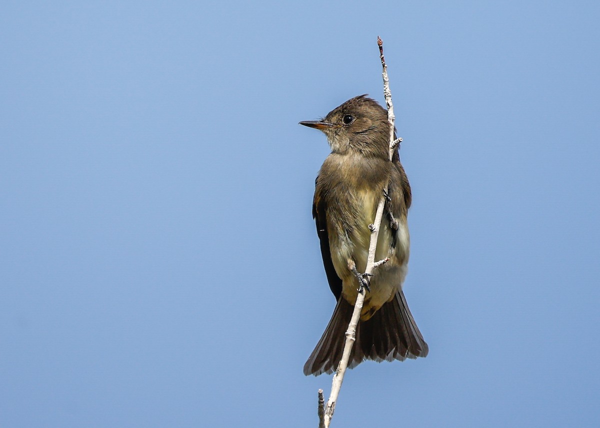 Western Wood-Pewee - ML641030748