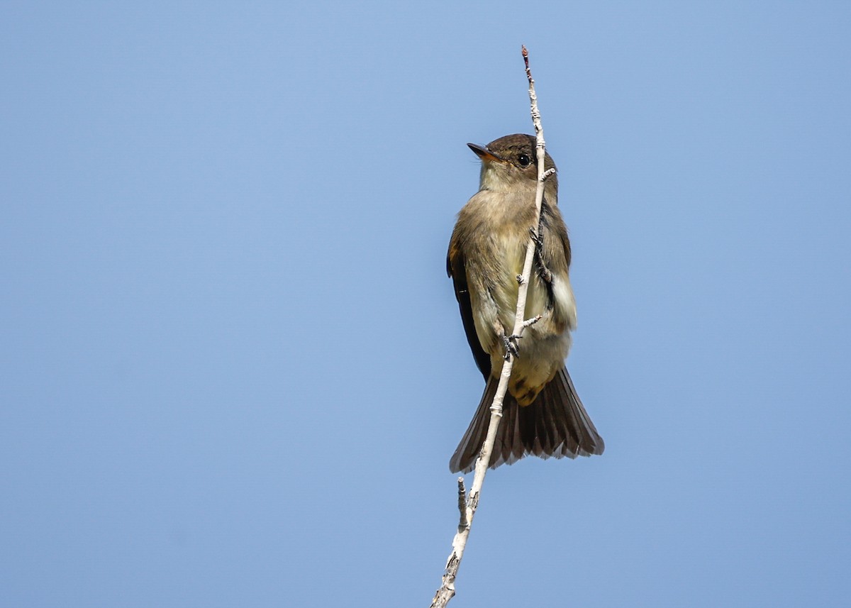 Western Wood-Pewee - ML641030749
