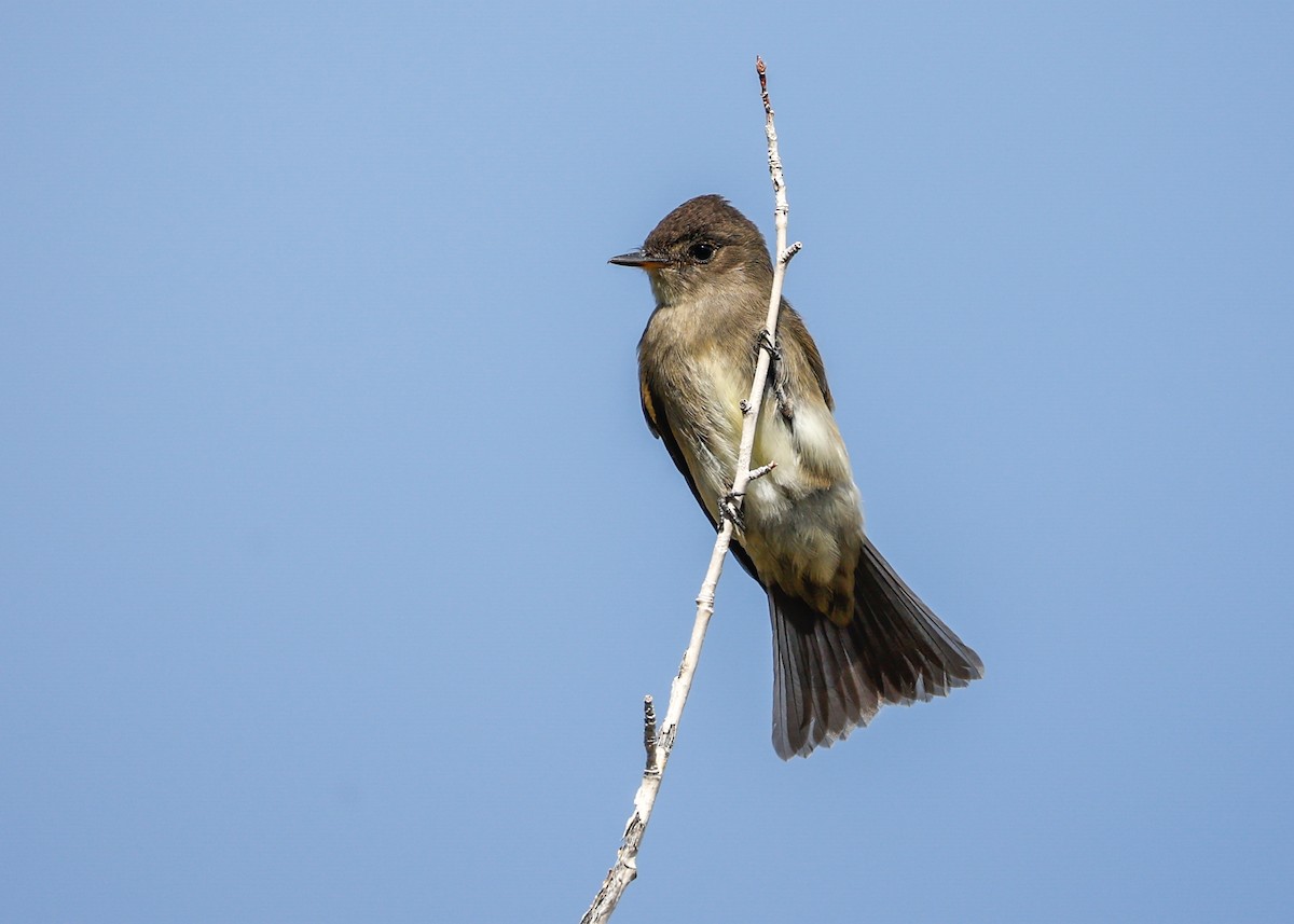 Western Wood-Pewee - ML641030750