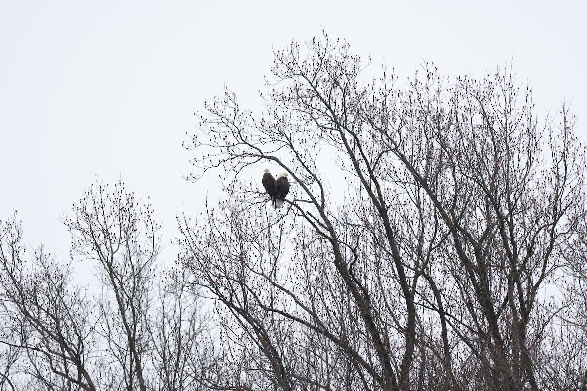 Bald Eagle - ML641030773