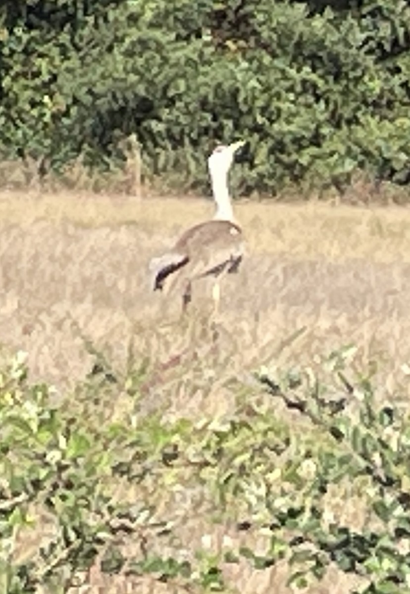 Australian Bustard - ML641030776