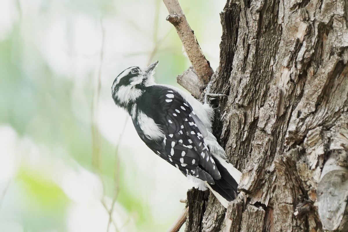 Downy Woodpecker - ML641030781