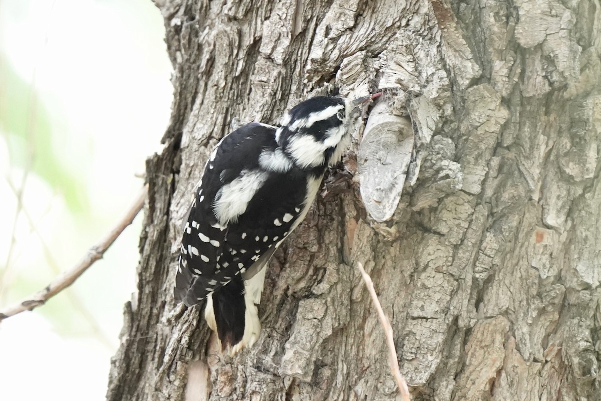 Downy Woodpecker - ML641030782