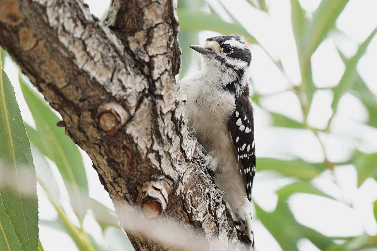 Downy Woodpecker - ML641030783