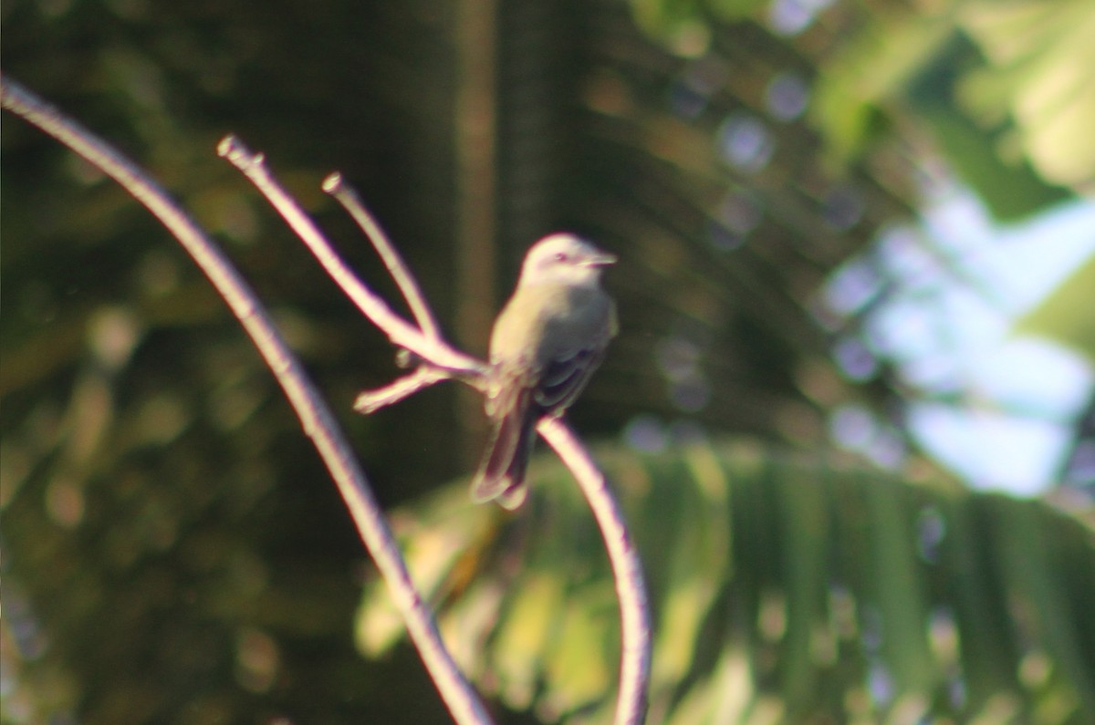 yellow-bellied kingbird sp. - ML641030786