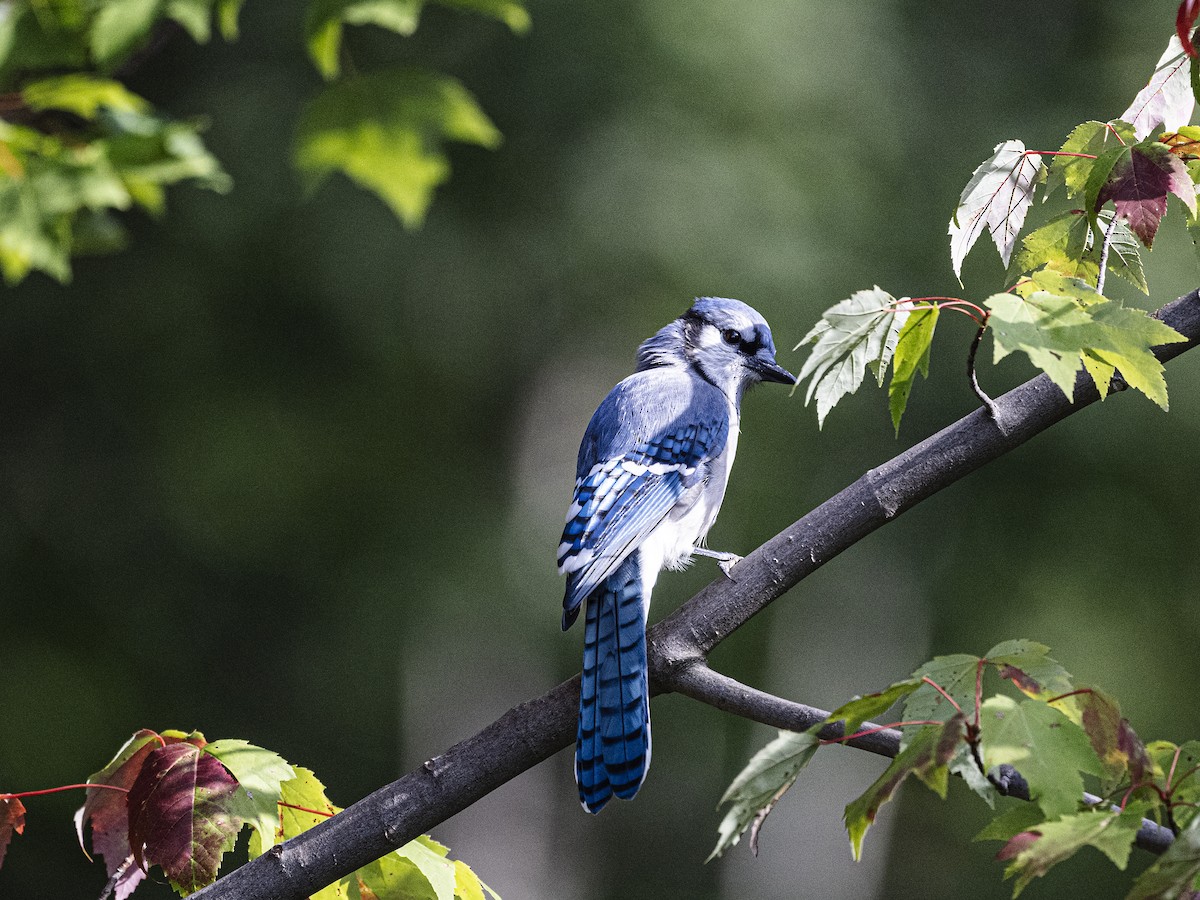 Blue Jay - ML641030789