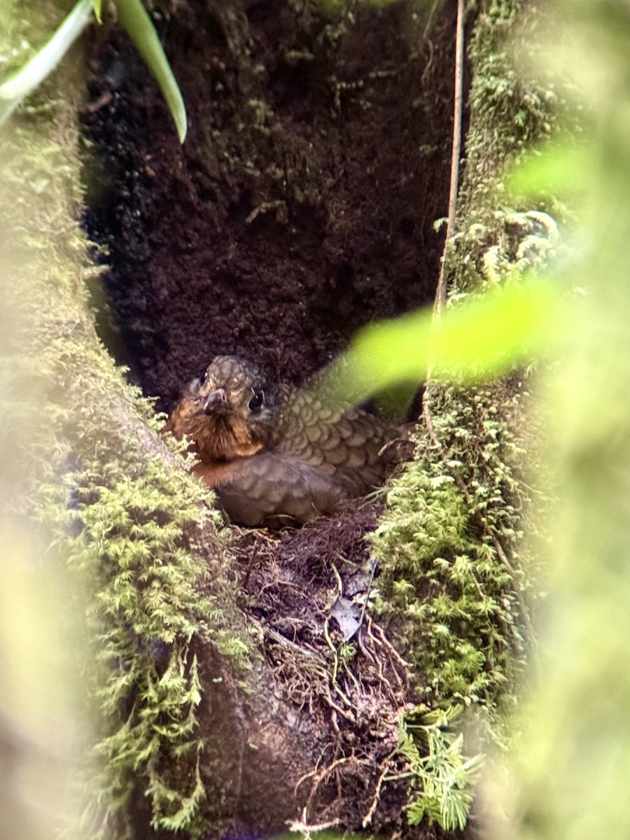 Scaled Antpitta - ML641030846